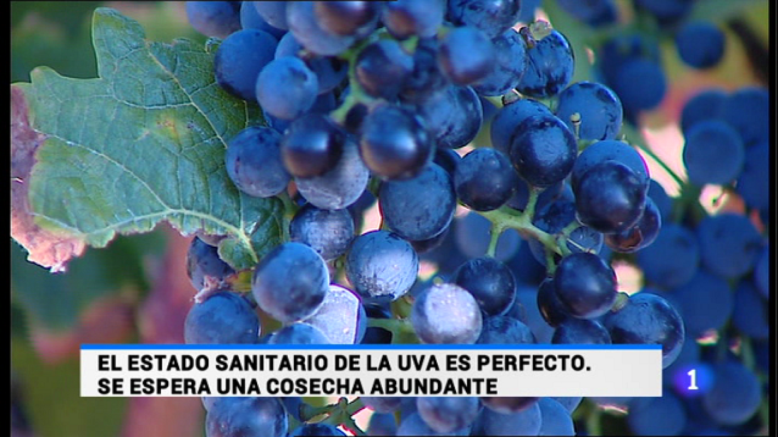 Informativo Telerioja 2 - 06/08/15