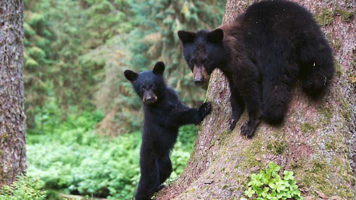 Grandes documentales - La vida en el planeta Tierra: Historia de tres osos