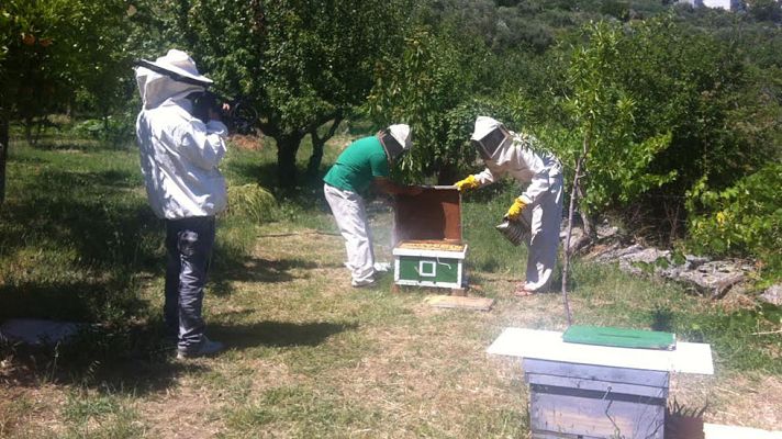 Aquí la Tierra - ¿Apadrinarías una colmena de abejas?