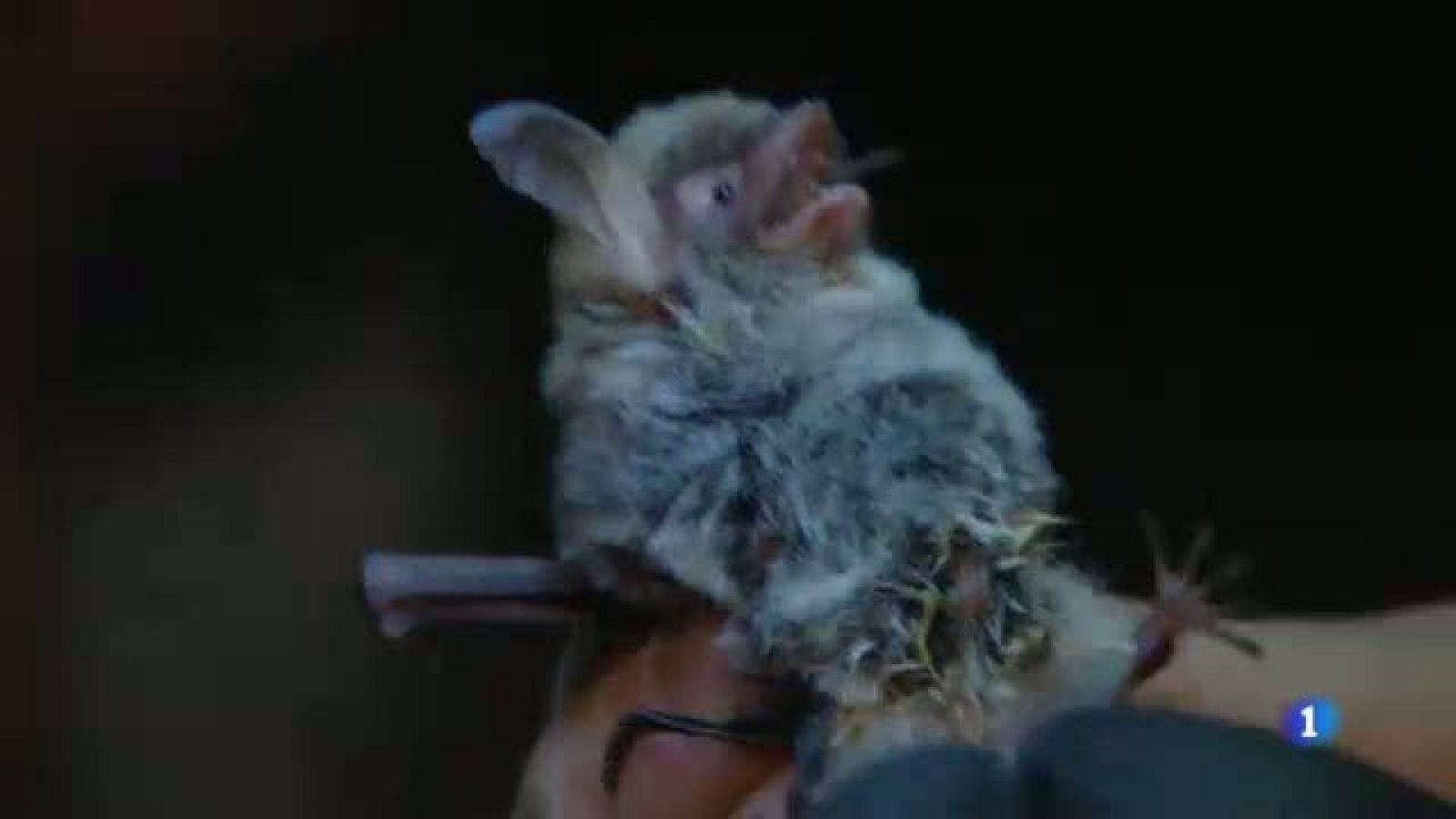 Els ratpenats, un gran aliat en la lluita contra els mosquits a l'estiu