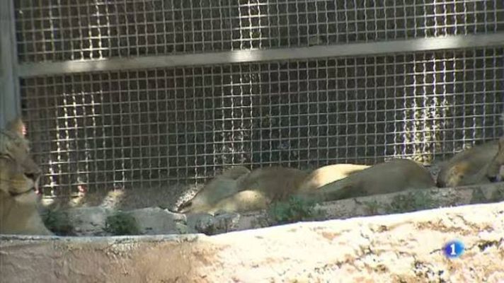 L'Informatiu - Us ensenyem com protegeixen als animals de la calor al Zoo de Barcelona