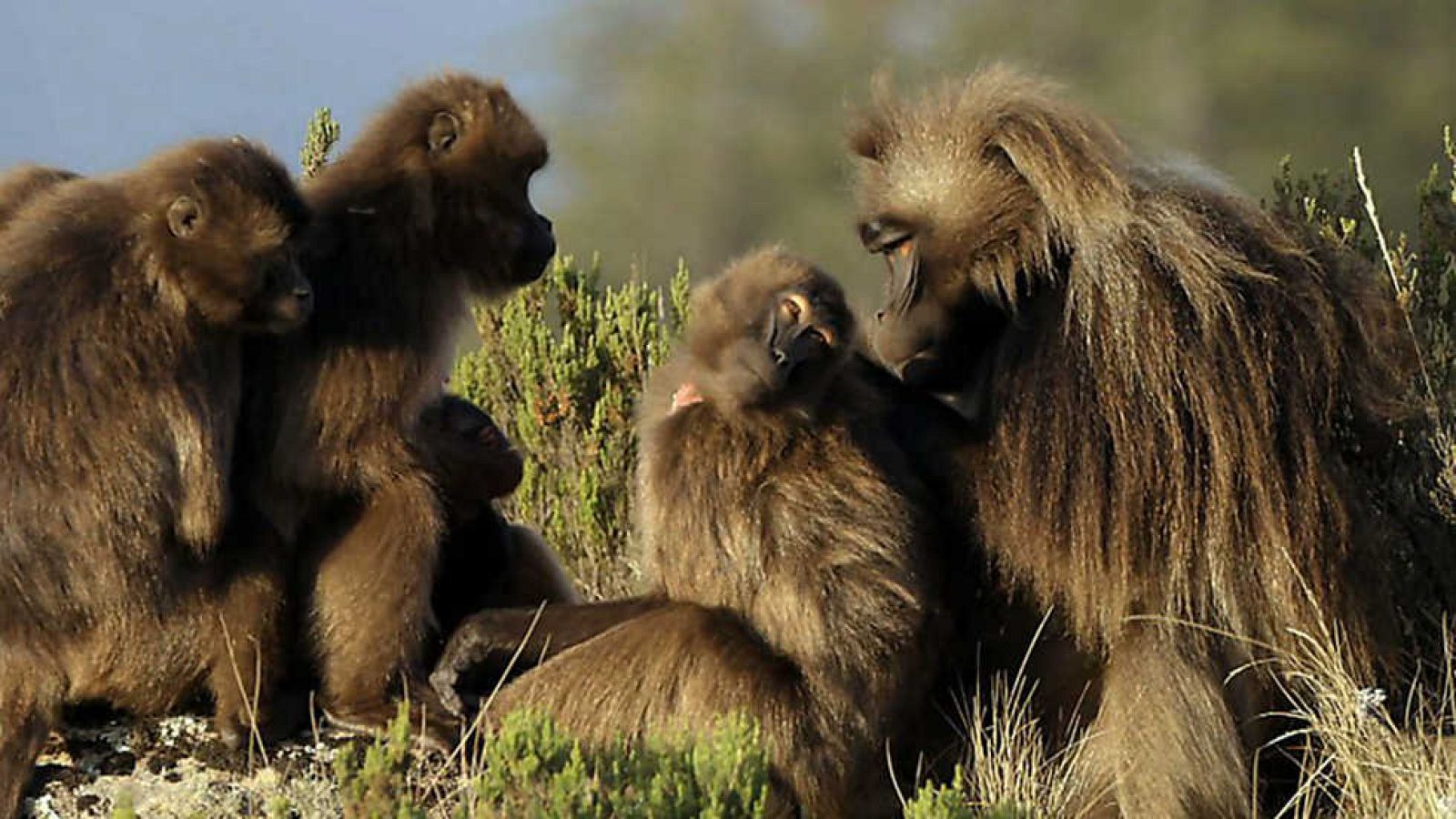 Documaster - El universo humano: De mono a astronauta - ver ahora