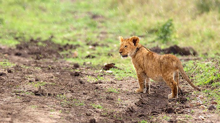 Grandes documentales - La vida en el planeta Tierra. Historia de un león