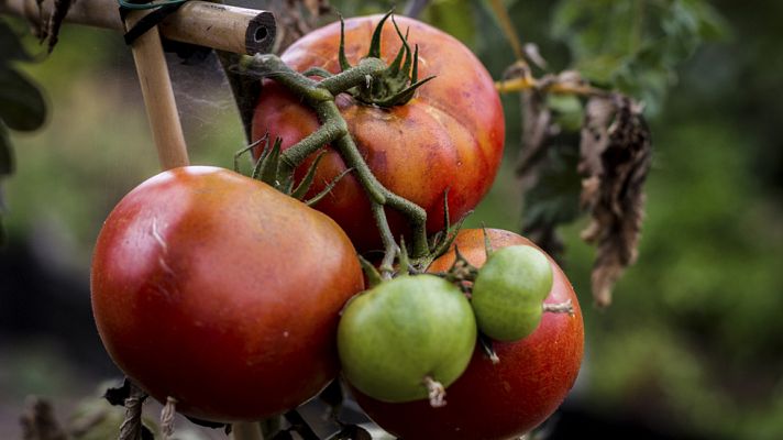 Aquí la Tierra - Visitamos un huerto urbano de altura