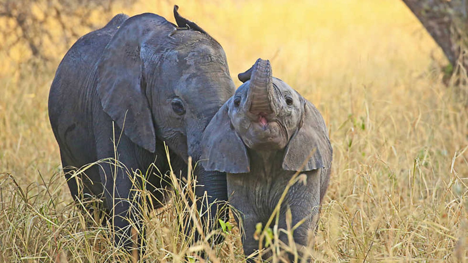 Grandes documentales - La vida en el planeta Tierra. Historia de un elefante - ver ahora