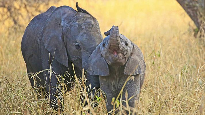 Grandes documentales - La vida en el planeta Tierra. Historia de un elefante