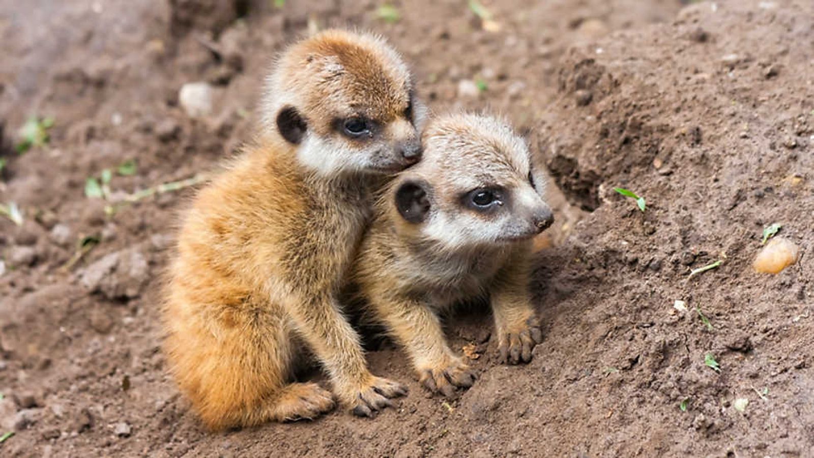 Grandes documentales - La vida en el planeta Tierra. Historia de un suricato - ver ahora