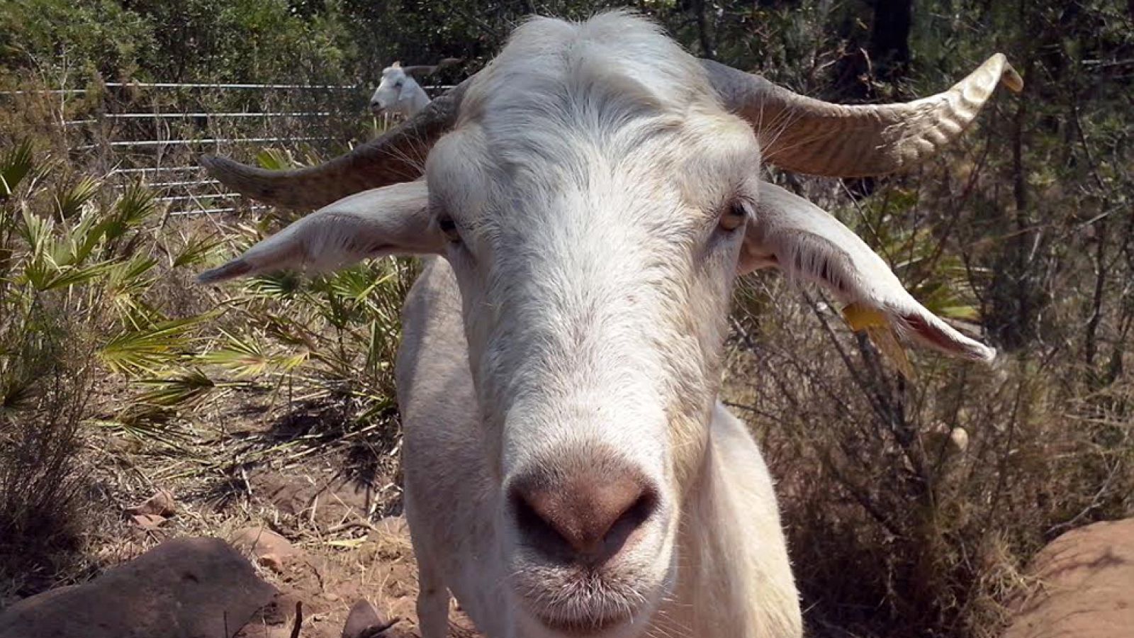 ¡Descubrimos a las cabras "bombero"!