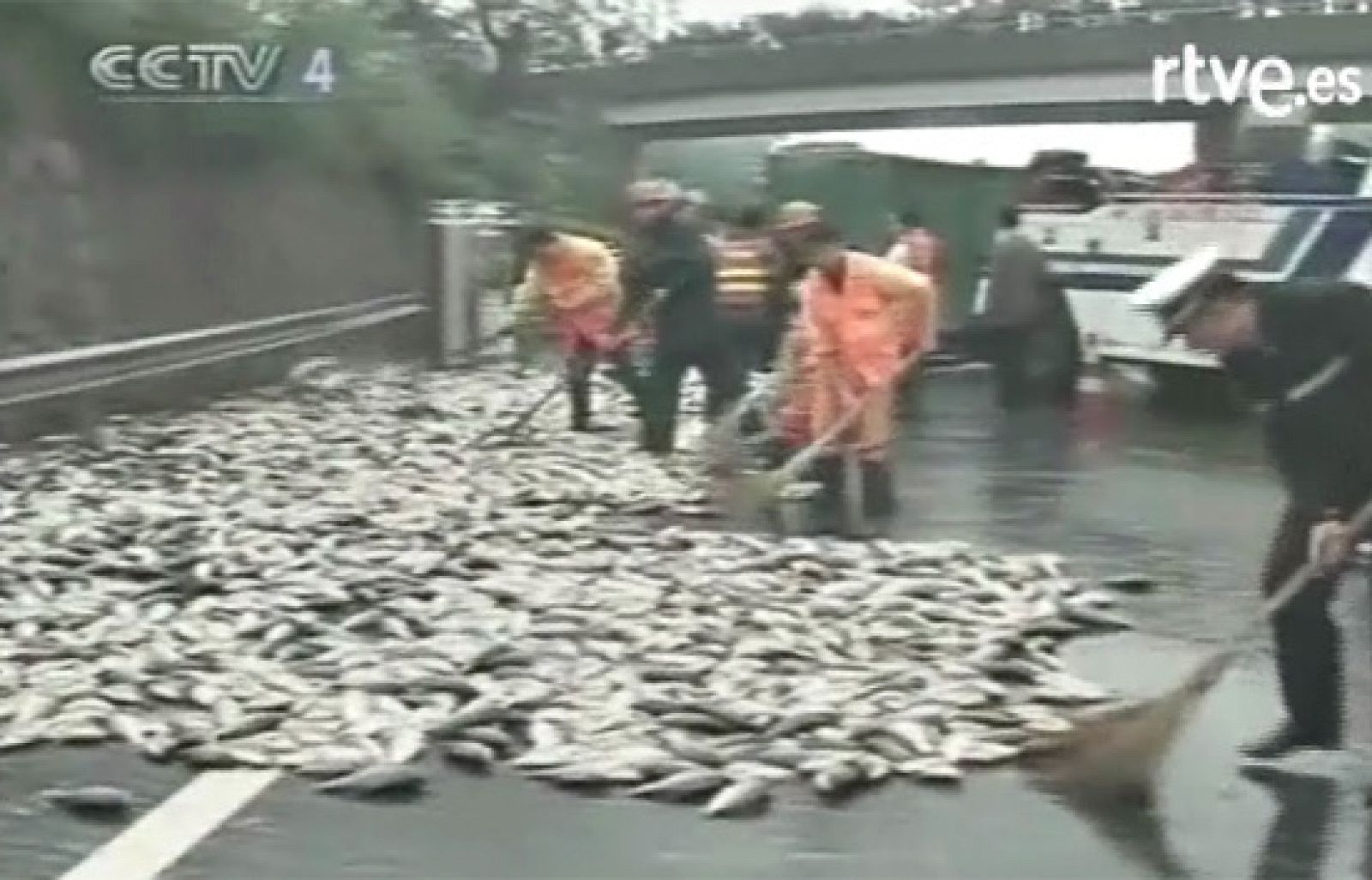 19 toneladas de peces cortan una carretera en China