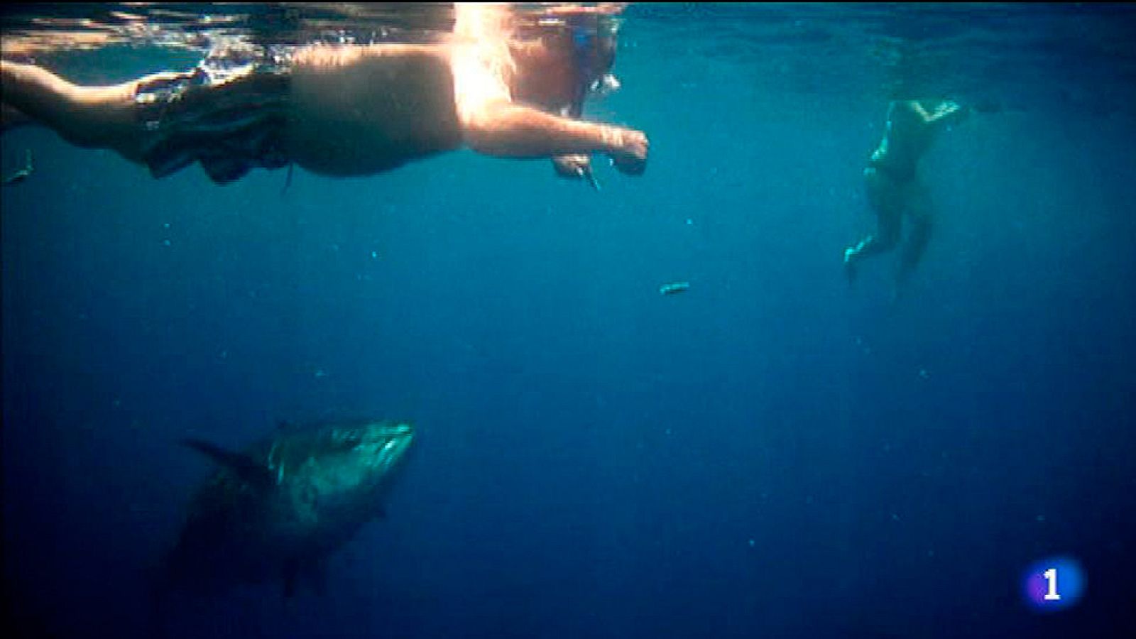 Bañarse con atunes, una aventura para recordar