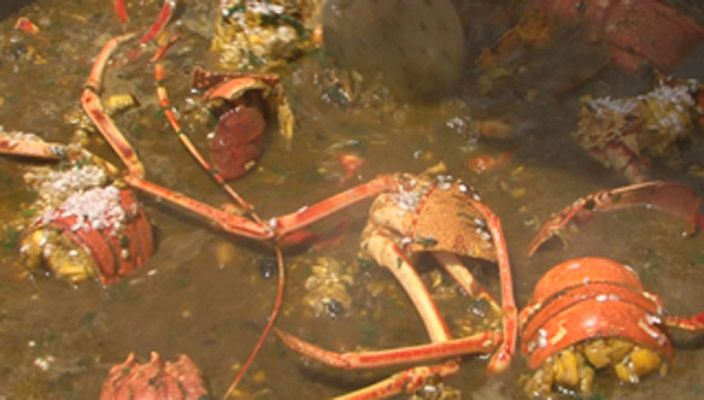 Comando Actualidad - Pescando langostas en Ibiza