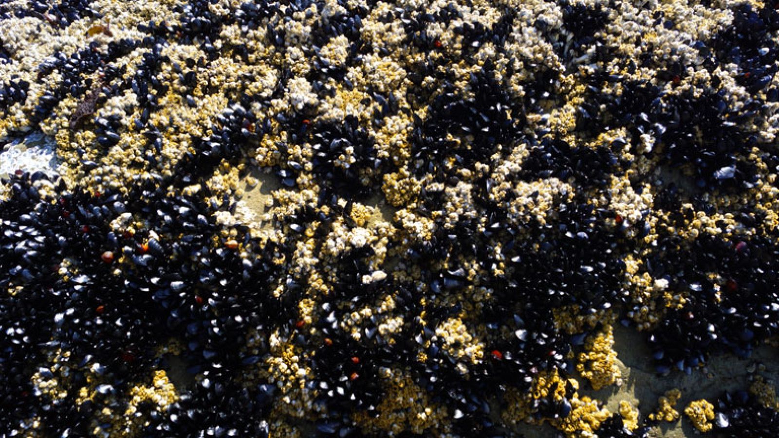 Percebeiros, un oficio de alto riesgo