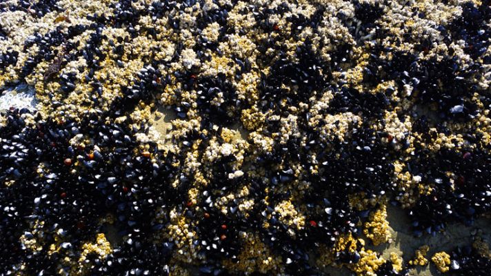 España Directo - Percebeiros, un oficio de alto riesgo