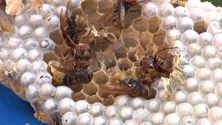 Telediario 1 - Una plaga de avispas asiáticas amenaza el norte del país