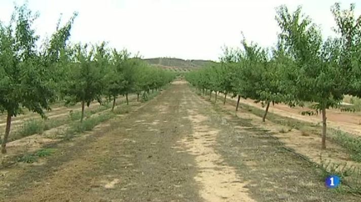 L'Informatiu - Comença la recollida de la collita de l'ametlla a Catalunya