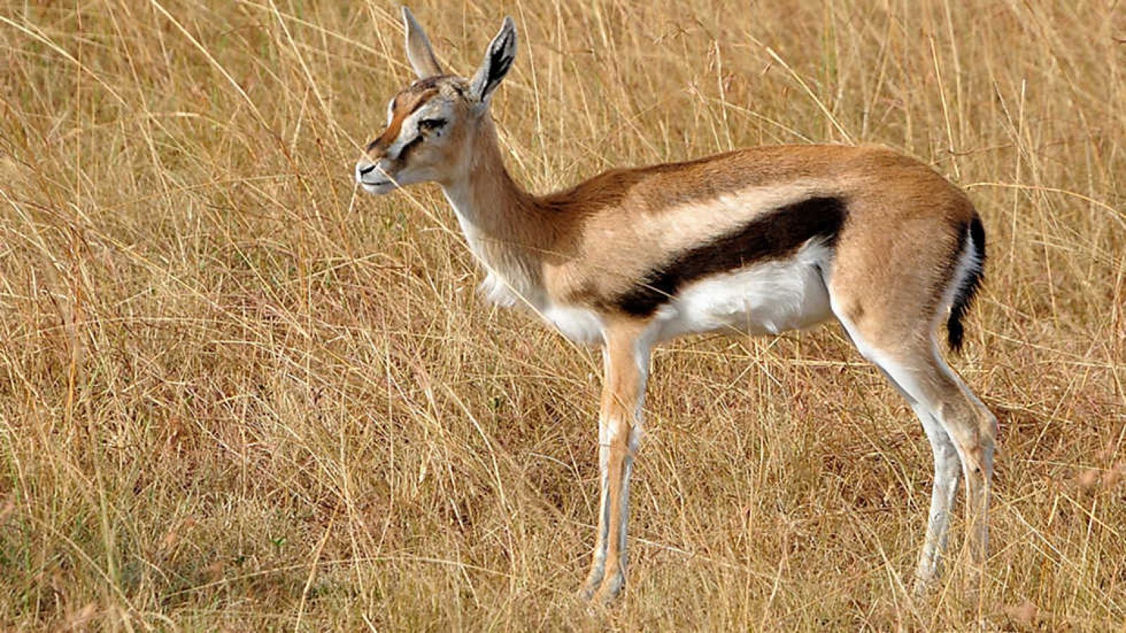 Documaster - Venir al mundo - ver ahora