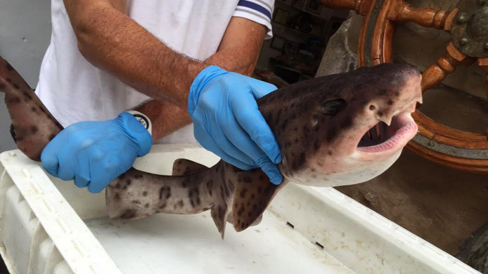 Probamos el jamón del mar: el curadillo