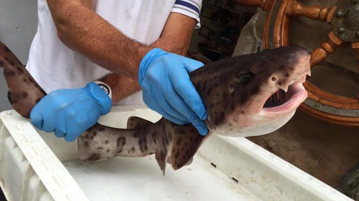 Aquí la Tierra - Probamos el jamón del mar: el curadillo