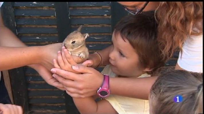 Informatiu Balear - L'escola d'estiu d'Aspanob, un entorn lluny dels hospitals