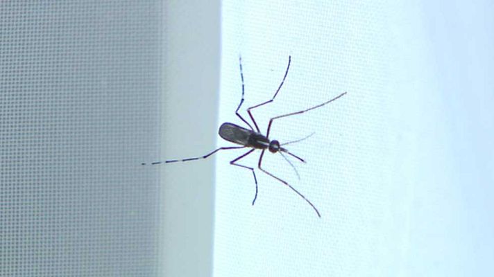 Telediario 1 - Vigilancia del mosquito que transmite el chikunguña