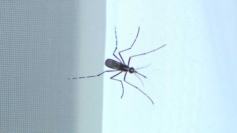 Preocupación por el primer caso firmado del virus Chikungunya