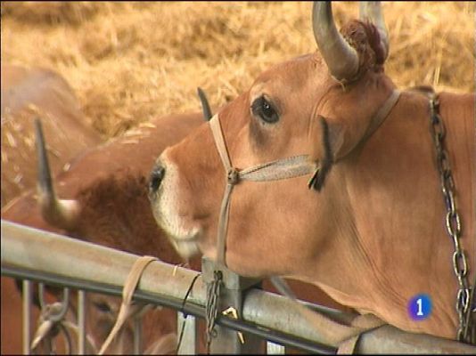 Panorama Regional - Panorama Regional - 25/08/15