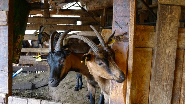 Aquí la Tierra - Las cabras que no amaban la lluvia