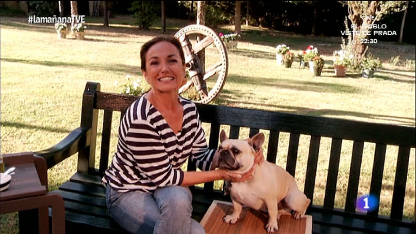 Los Consejos de Maxi - Consejos para cuidar a un bulldog francés