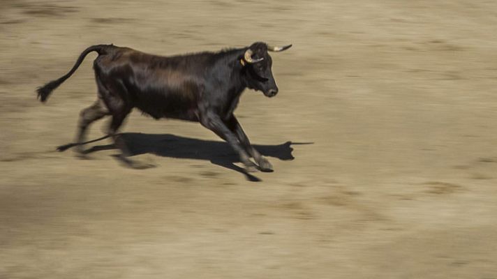 España Directo - Vaca a la fuga en Les Coves de Vinromà