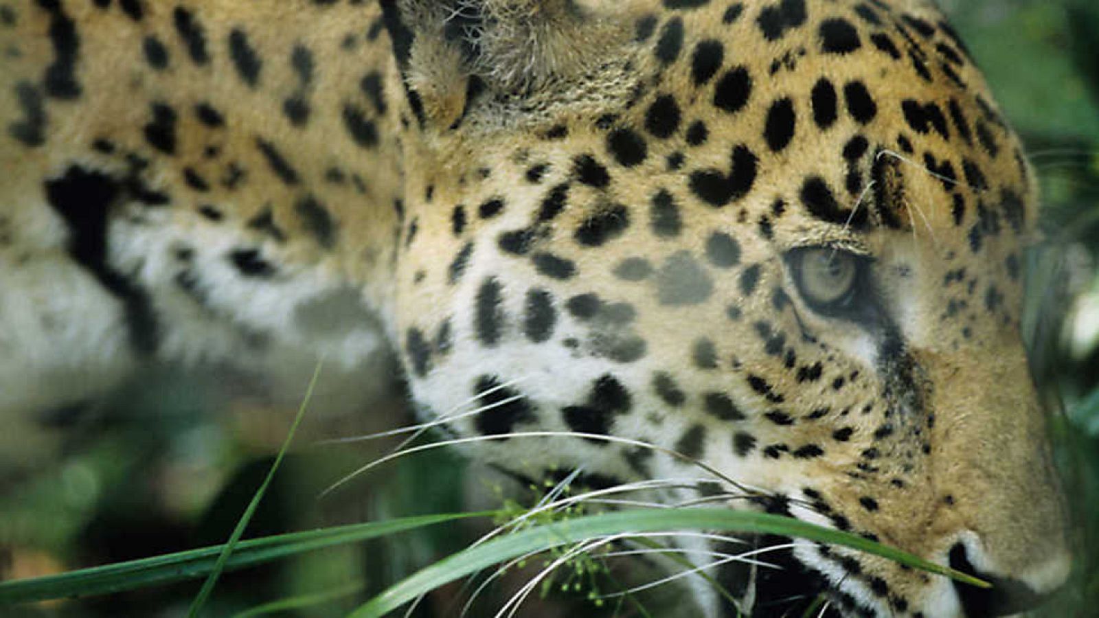 Grandes documentales - El felino fantasma - ver ahora