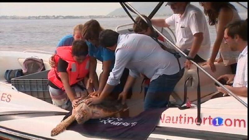 Tornen a la mar una tortuga ferida pels plàstics.