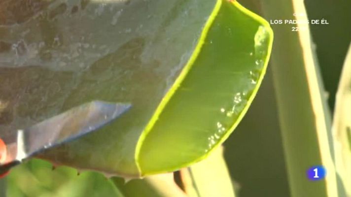 Aquí la Tierra - Aquí La Tierra - Aloe vera en la huerta de Aquí La Tierra