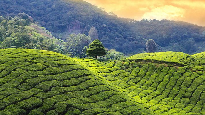 Grandes documentales - Sabores de Sri Lanka. La Isla Preciosa