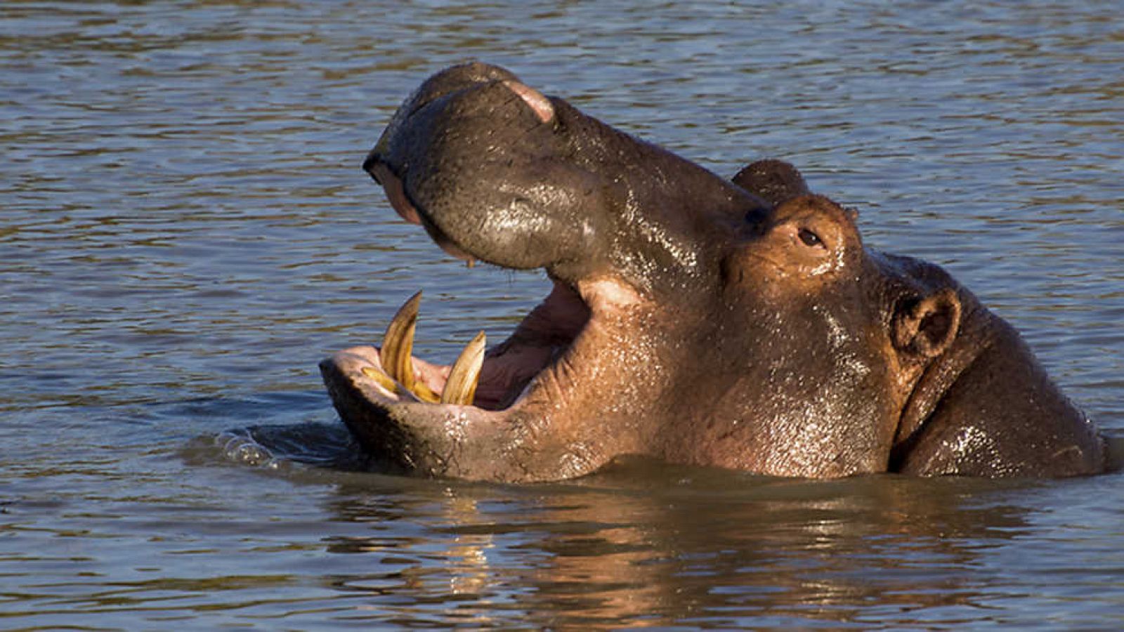 Grandes documentales - La playa de los hipopótamos - ver ahora