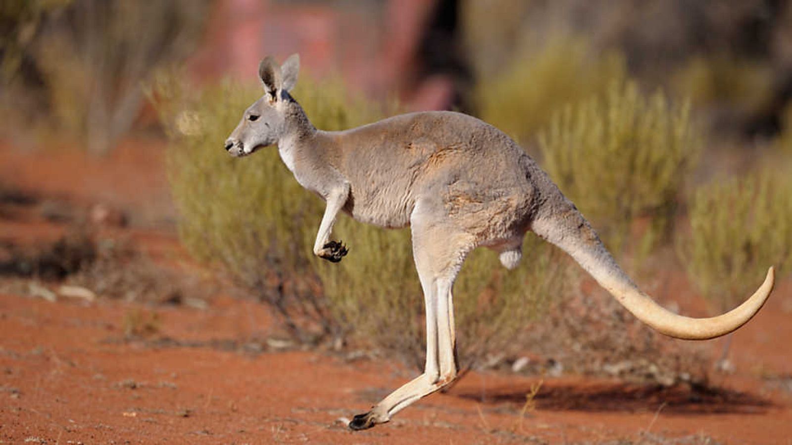 Grandes documentales - Canguro Dundee - Ver ahora