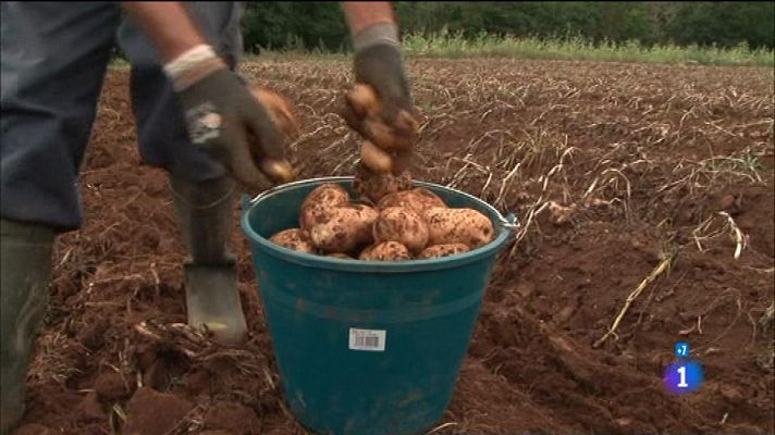 Comando Actualidad - La Patata de Coristanco