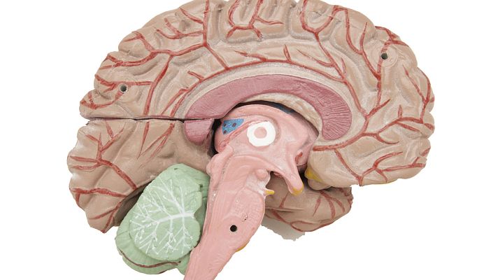 La mañana - Saber vivir - Cuidados del cerebro