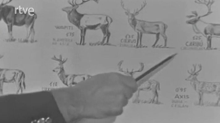 El planeta azul - Los ciervos