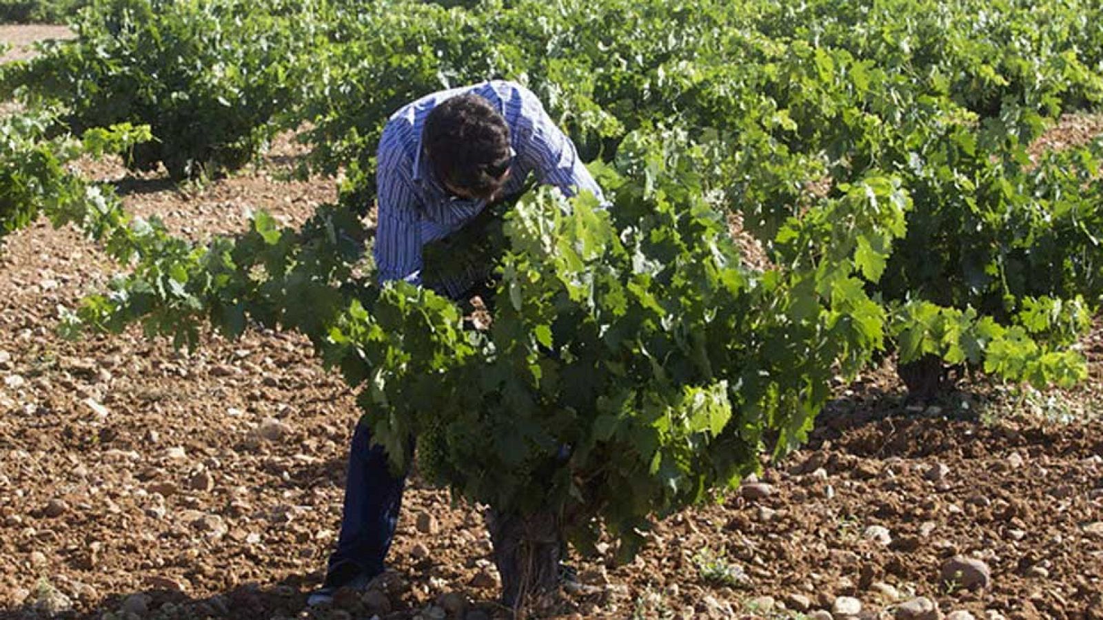 Unos quince mil temporeros viajan estos días a Francia para trabajar en la vendimia