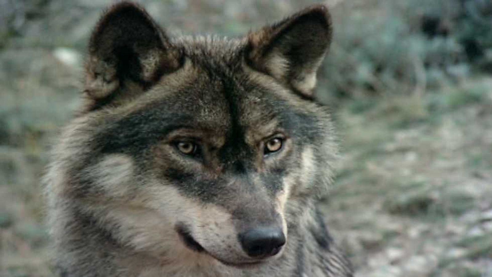 El hombre y la Tierra (Fauna ibérica) - El hombre y el lobo - Ver ahora