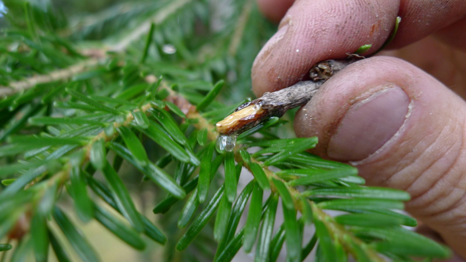 Jarabe de abeto, un elixir de lo más sano