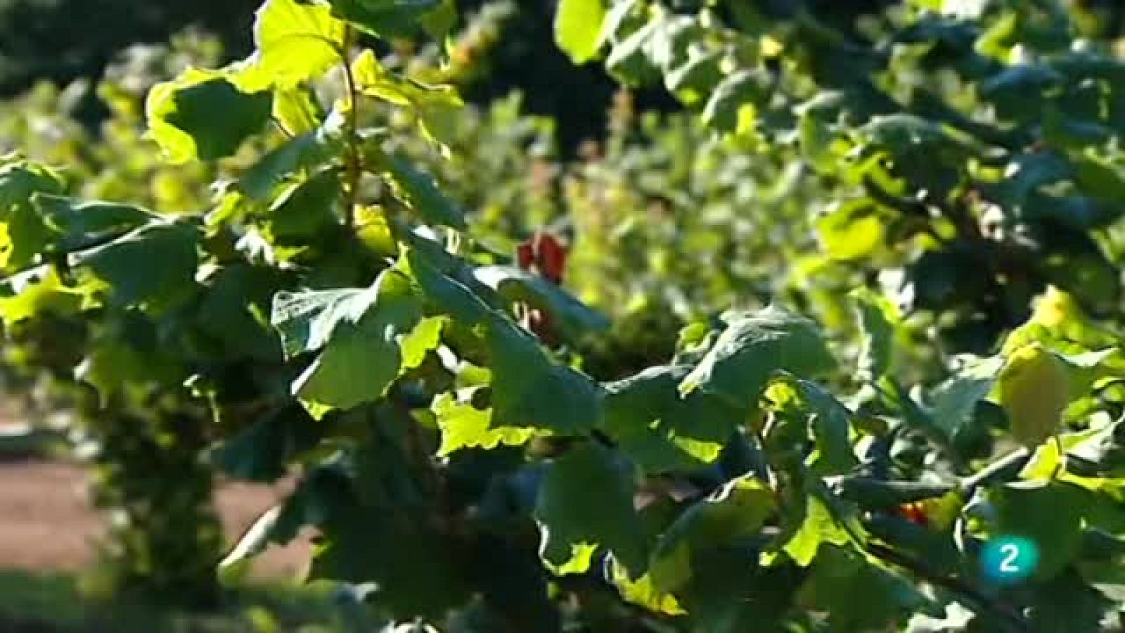 Agrosfera- Laboratorio de ideas - Conservación de nogales