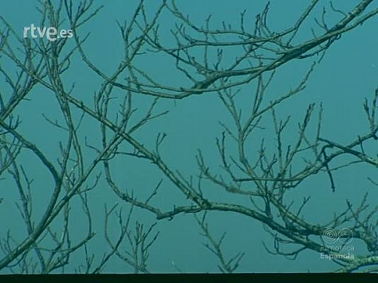 Documentales Color - EL CARNAVAL DE LANZ