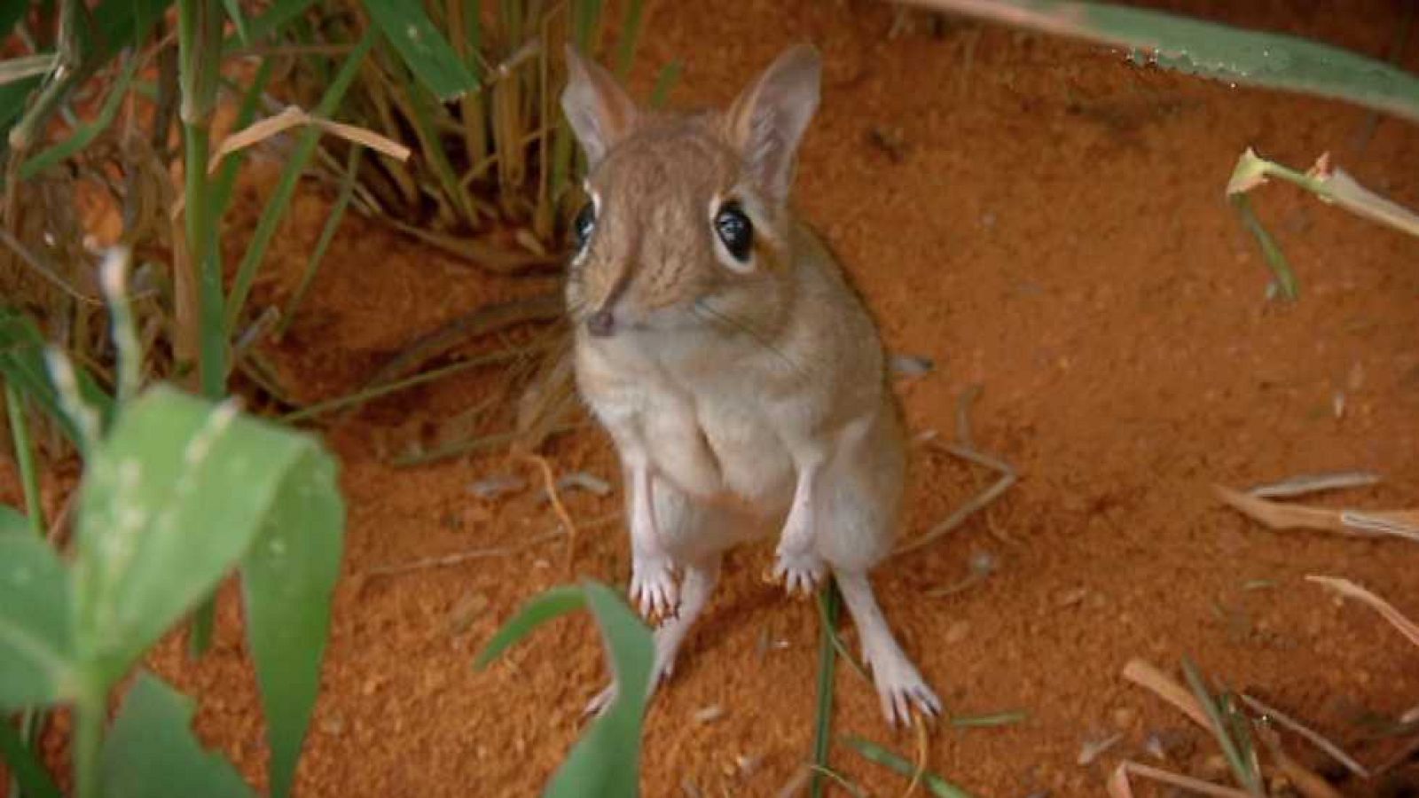 Grandes documentales - Reinos ocultos: A cielo descubierto - Ver ahora