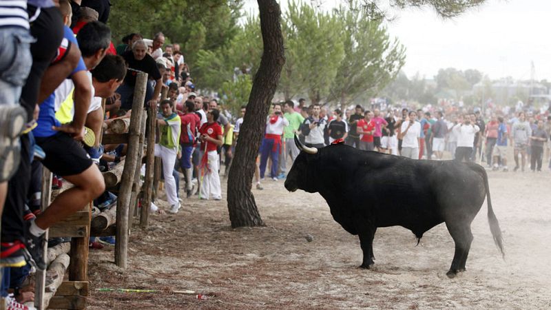 La polémica en torno al Toro de la Vega de Tordesillas tiene historia