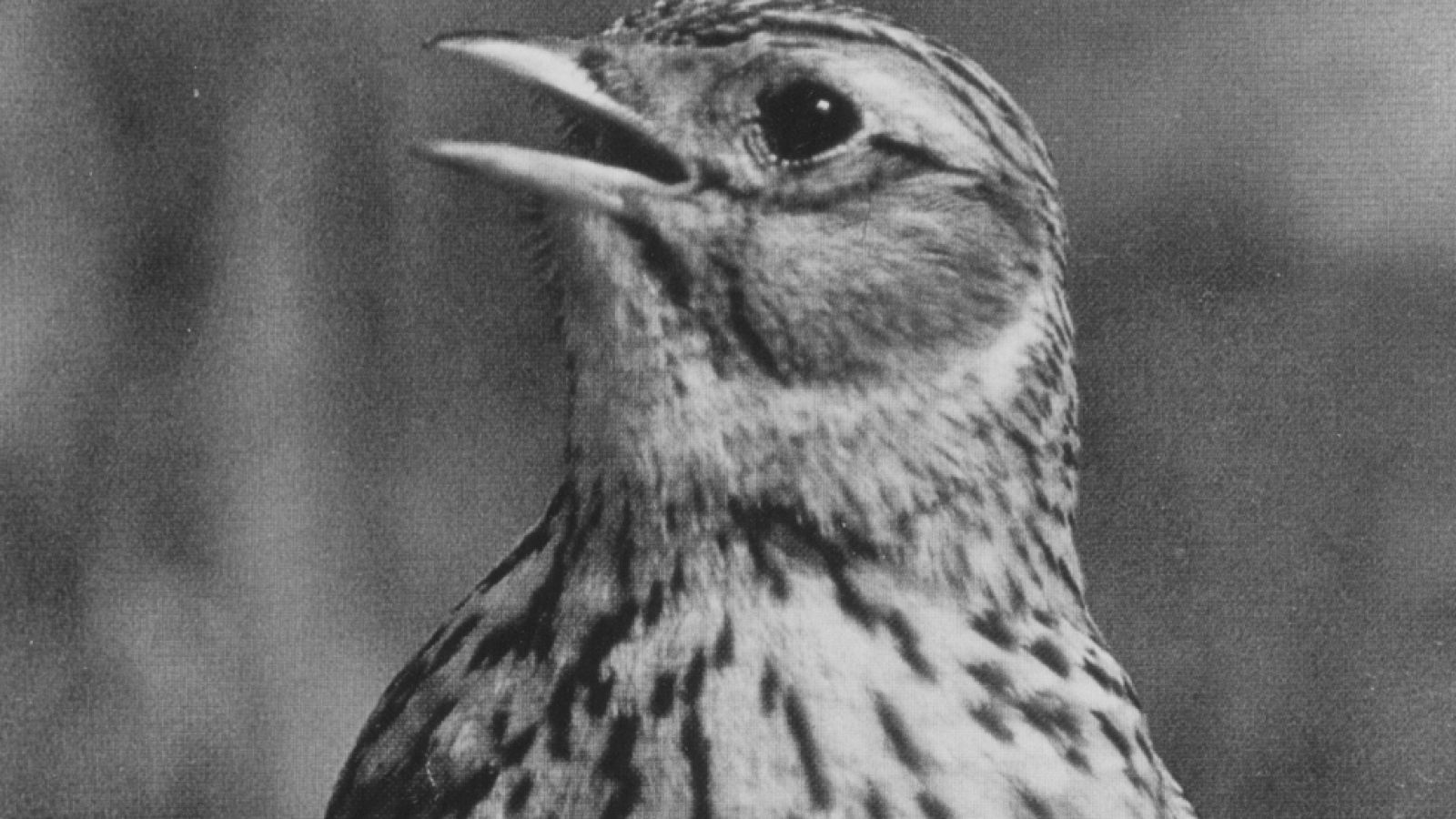 Fauna - La crianza de las alondras