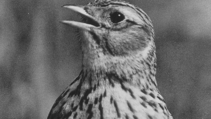 El planeta azul - La crianza de las alondras