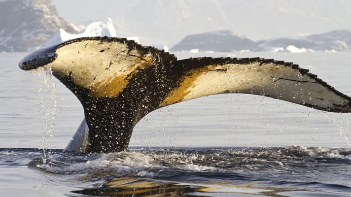 Somos promos - Grandes Documentales, 20 años