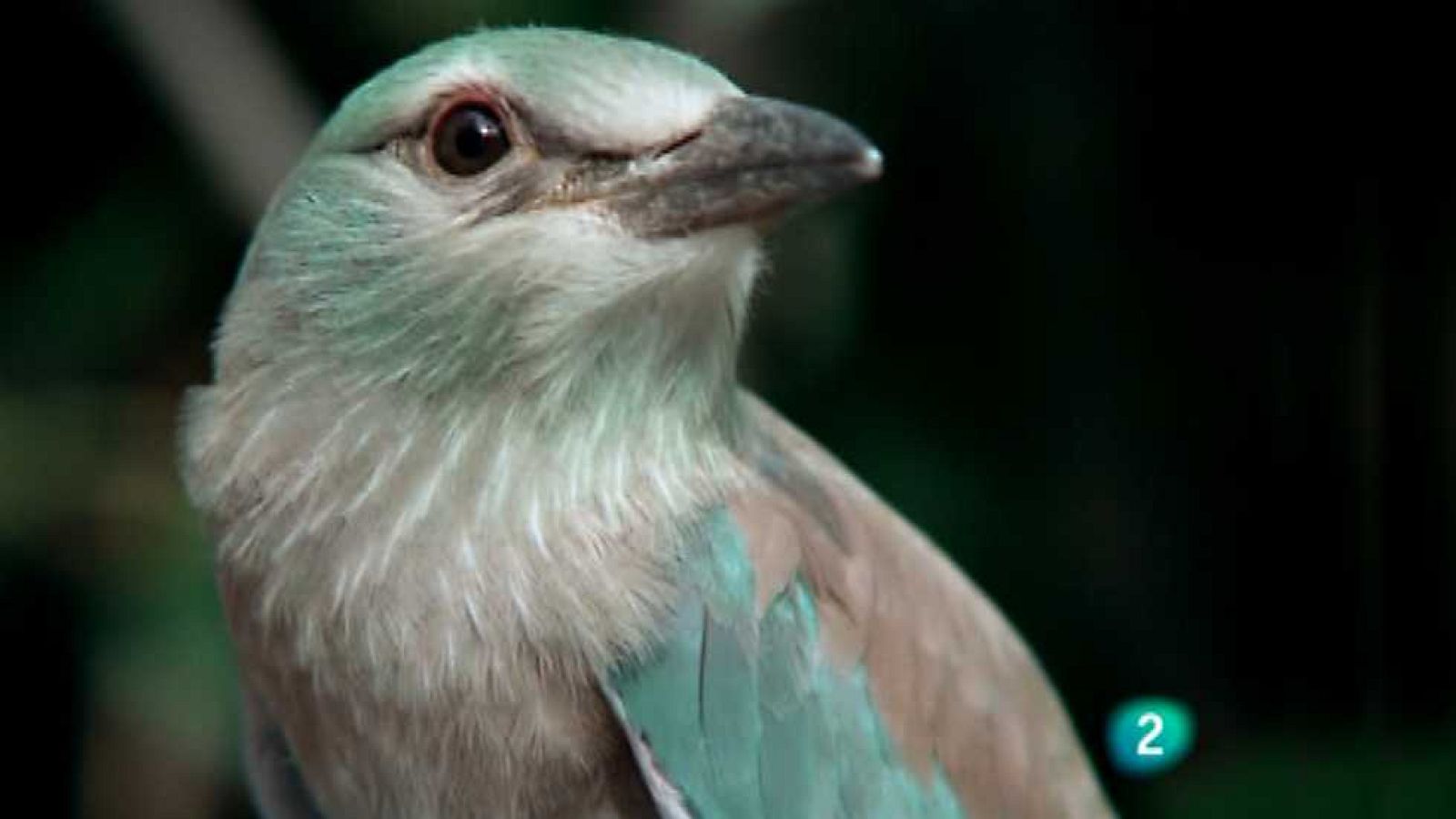 El hombre y la Tierra (Fauna ibérica) - Los pájaros carpinteros 3 - Ver ahora