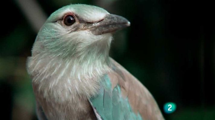 El hombre y la Tierra - Los pájaros carpinteros 3
